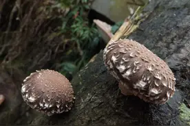 林草科普|浅谈食用菌的由来图片