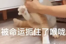 雷达币崩盘，多米诺骨牌的第一张已经倒下图片