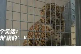 杭州“瞒豹”：一场把网友当傻子的荒诞剧图片
