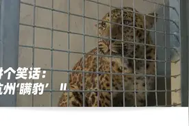 杭州“瞒豹”：一场把网友当傻子的荒诞剧图片