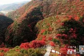 赏红叶、摘桔子，十堰人快来这里打卡图片