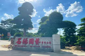 90后“后浪”女苗木人：我在网上卖罗汉松图片