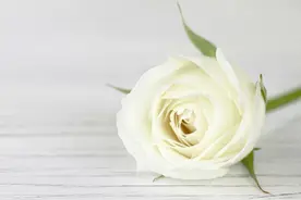 白玫瑰，香槟玫瑰~多好看呀~女孩子的最爱图片