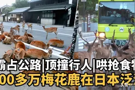 400万梅花鹿泛滥，霸占公路顶撞行人，造成巨大经济损失图片