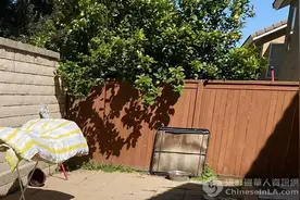 华男抱怨女邻居在家裸奔逗狗！律师：美国性骚扰执法男女有别图片