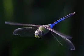 蜻蜓，飞行界的王者，科学家研究多年，仍未完全搞清楚蜻蜓的秘密图片