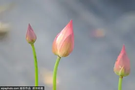 并蒂莲在皇家园林内盛开！沉睡百年的古莲也曾在此复活开花，京城百亩荷花田已就位！图片