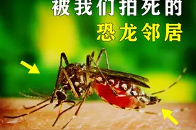 蚊子：杀人最多的动物之一，亿年进化弊端，仍需吸血繁殖图片