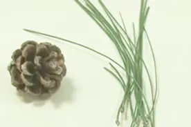 松塔水能降三高？到底是真是假，中医专家为您解答视频封面