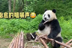 嘎嘣脆！听大熊猫吃竹笋太治愈了图片