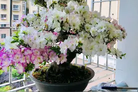 杜鹃花盆栽快要开完花了，可以直接造型修剪吗？图片