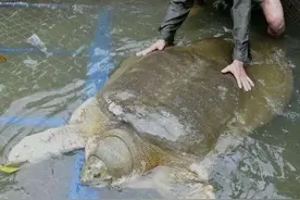 救鼋行动：人工繁殖的20只鼋放归自然，能否成功恢复野外种群？图片