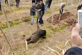 野猪泛滥，攻击人类，破坏庄稼，人猪矛盾激化，为什么不开放捕猎图片