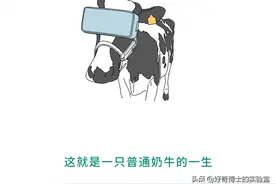 为了让牛多产奶，他们逼着牛看片子图片