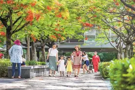 深圳凤凰花怒放，这些“打卡”点别错过图片