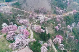 四川最美辛夷花花海，进入最佳赏花期，适合周末1日游图片