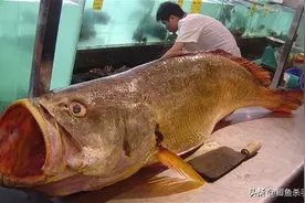 鱼中奢侈品:“花胶”之首黄唇鱼，但查干湖“头鱼”却不稀有图片