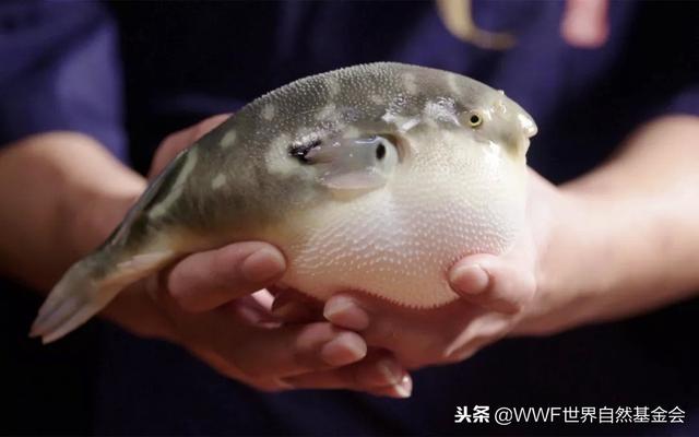 悦恣胶原肽复合果蔬片怎么吃 2026年悦恣胶原肽复合酵素片副作用