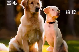 比起拉布拉多，更多人喜欢金毛犬图片