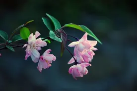 秦岭野生动物园保姆式•门票预约教程 请您查收！图片