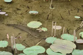 线鳢入侵珠海水域，短短一小水沟里十几条，趴水底清晰可见图片
