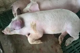 猪耳朵发红发紫是什么病？这8种猪病，养猪人要小心图片