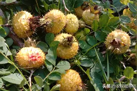 山上刺梨成熟了，你知道有啥价值吗，我也是刚知道，一起了解一下图片