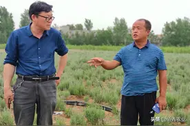 我是一名种植大户，中药材种植陷入两难境地，该坚持还是退出？图片