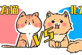 南方人养猫vs北方人养猫，这次南方真的败了？图片