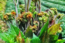 贵州人最爱的18种野菜，你尝过几种？图片