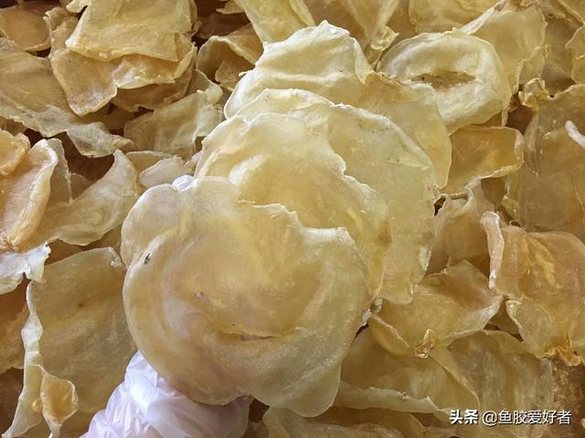 巴西花胶价格 2026年巴西花胶价格走势