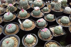 今年的第一批银冠玉结花苞了，仙人球的花海即将诞生图片