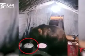 瞧！这只偷吃的藏马熊原来是熟客图片