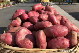 外形酷似红薯，一斤卖3元没人要，殊不知富含花青素，营养价值高图片