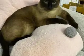 确诊者家中3只猫核酸阳性，被依法安乐死！当事人发声图片