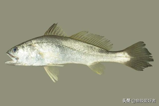 北海筒鱼胶与北海鱼胶 2026年北海筒鱼胶与北海鱼胶的区别