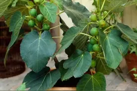 无花果挂果期间，出现大量落果，6个方面应引起重视图片