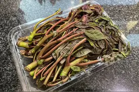 香椿为什么要焯水？焯水多长时间？很多人不懂，看完记得告诉家人图片
