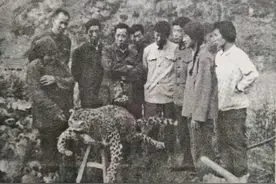 徒手打死一只豹子的商县老太太活了83岁图片