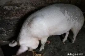 今年猪价行情看好，说出门打工不如回家养两头猪赚钱，真是这样？图片