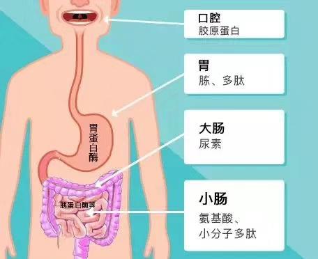 喝胶原蛋白有什么用 2026年喝胶原蛋白有什么用处