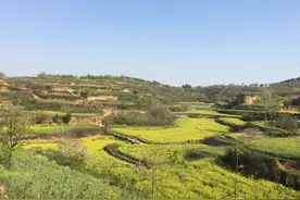 郑州西边乱石坡的油菜花图片