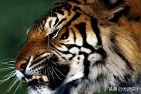 为什么人们宁愿选择印支虎与华南虎杂交，也不选择东北虎？图片