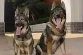 我国自行培育的优良犬种：昆明犬图片