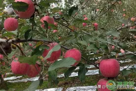 苹果提前落果怎么办？是什么原因造成的？图片