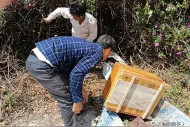 野外采蜂蜜图片
