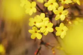 看 ！故事里的“小黄花”，在李沧这里就能看到！图片