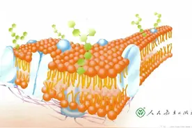 你了解细胞膜吗？「高中生物讲解」1.3.1图片