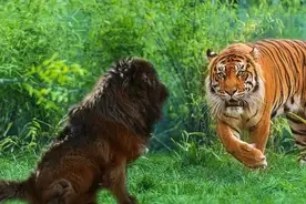 十只藏獒挑战一只老虎，老虎能坚持多久？老虎：60天不能再多了图片