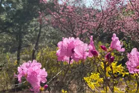 青岛赏花正当时，珠山秀谷花开正盛，坐公交车去邂逅美丽春天吧！图片